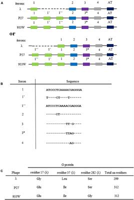 Formation of Complexes Between O Proteins and Replication Origin Regions of Shiga Toxin-Converting Bacteriophages